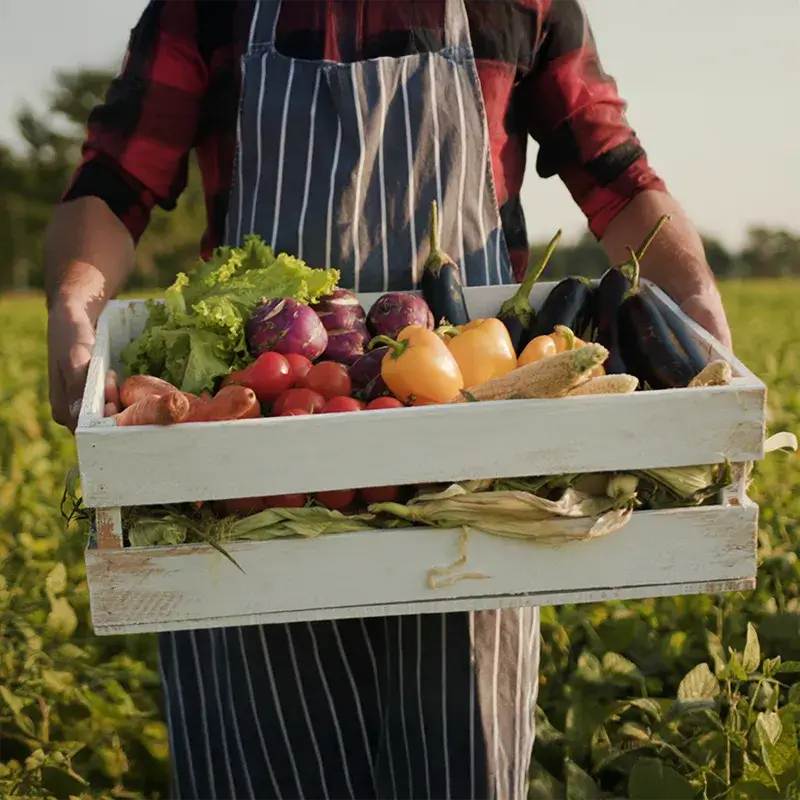 Person holding a wooden crate filled with assorted fresh vegetables including lettuce, tomatoes, corn, and peppers in a field.